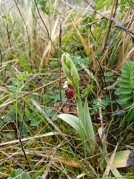 Ophrys sphegodes  - Alain Falvard