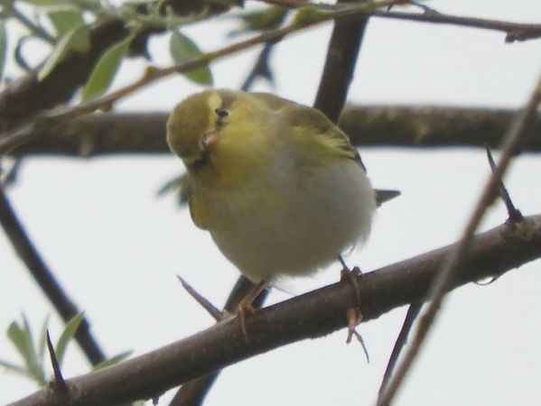 Luì verde  - Massimo Tassinari