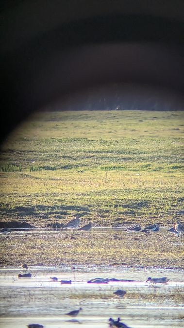 kulik mniejszy  - Karolina Skorb