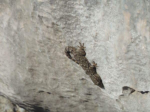 Geco comune  - Johannes Diebold