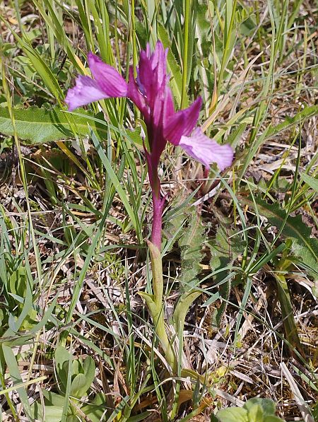 Anacamptis papilionacea var. expansa  - Gérard Joseph