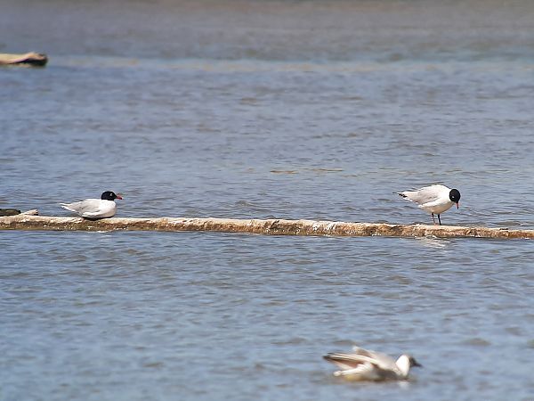 Mouette mélanocéphale  - Franz Stoll