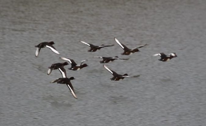 Moorente  - Gianluca Congi