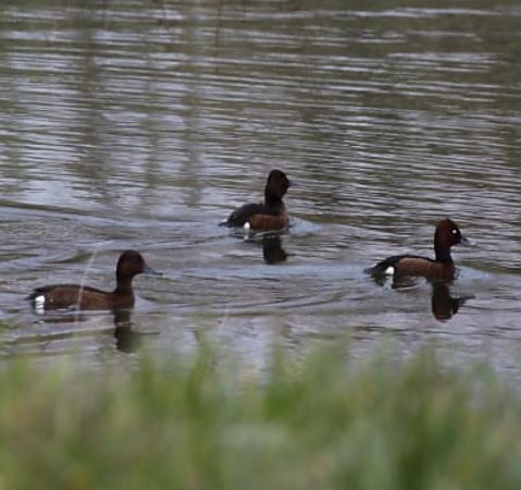 Moretta tabaccata  - Gianluca Congi
