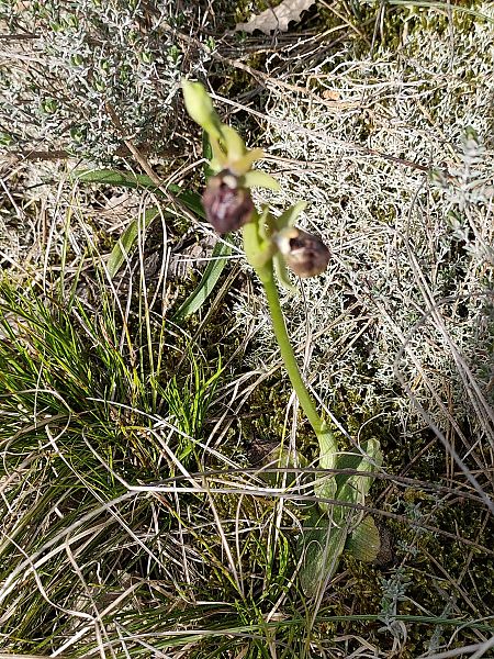 Ophrys passionis  - Isabel Casas Navarrete