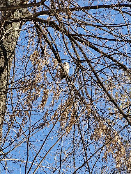 uszatka  - Tomasz Zarzycki