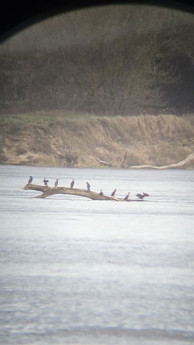kormoran  - Anna Kamilewicz-Wicik