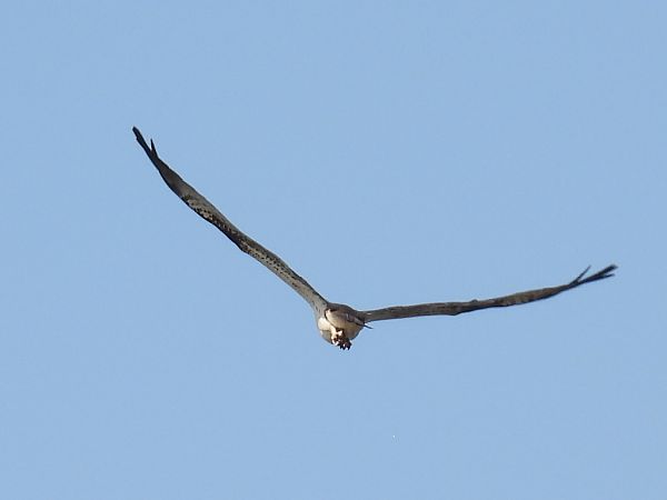 Fischadler  - Kacper Mikulski