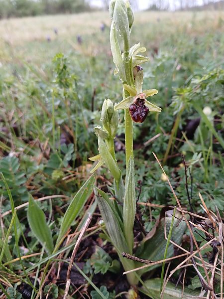 Ophrys sphegodes  - Alain Falvard