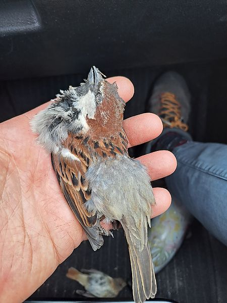 Hybride Moineau cisalpin x domestique 