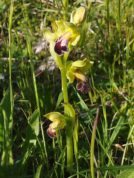 Ophrys vasconica  - Gérard Joseph