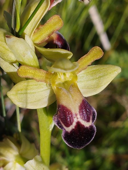 Ophrys vasconica  - Gérard Joseph
