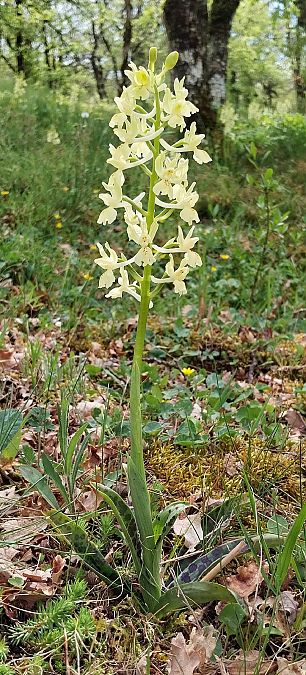 Orchis provincialis  - Pierre Defontaines