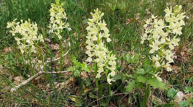 Orchis provincialis  - Pierre Defontaines