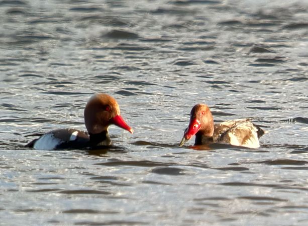 hełmiatka  - Artur Andrzejewski