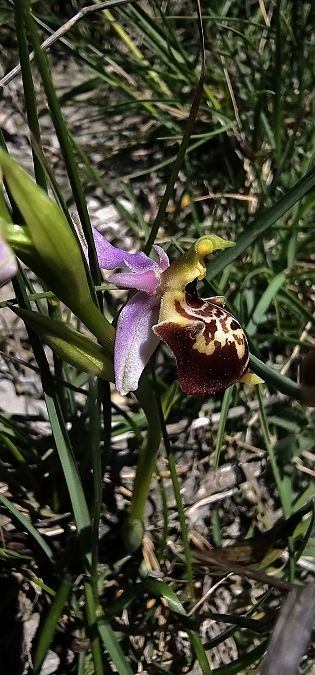 Ophrys fuciflora subsp. druentica  - Claire Perrachon