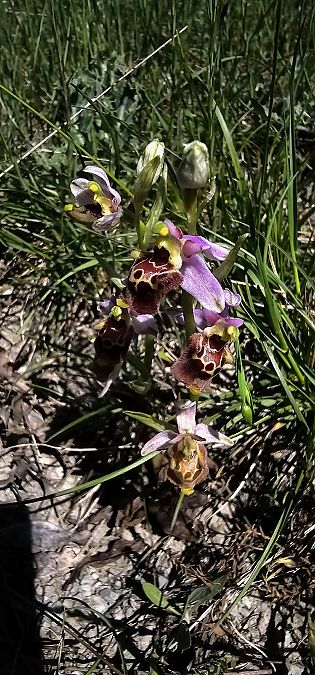 Ophrys fuciflora subsp. druentica  - Claire Perrachon
