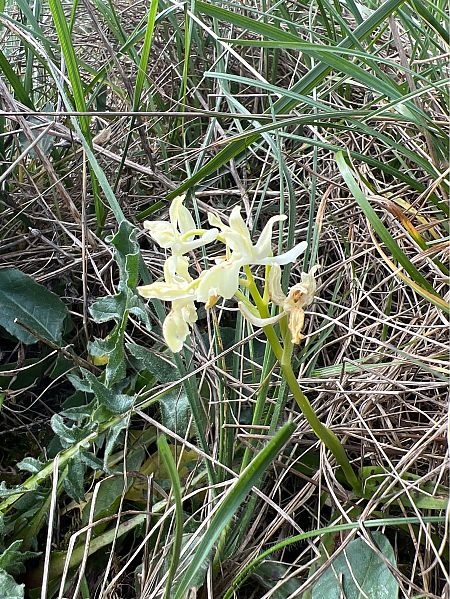 Orchis provincialis  - Olivier Chevillon