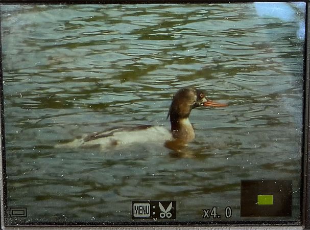 szlachar  - Grzegorz Zioło