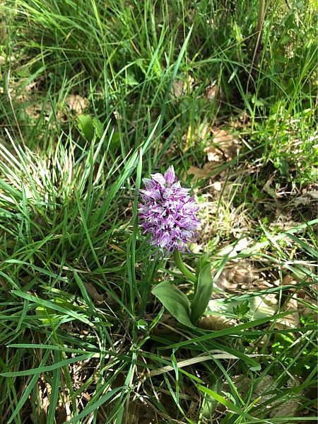 Orchis simia  - Laurent Jacquet