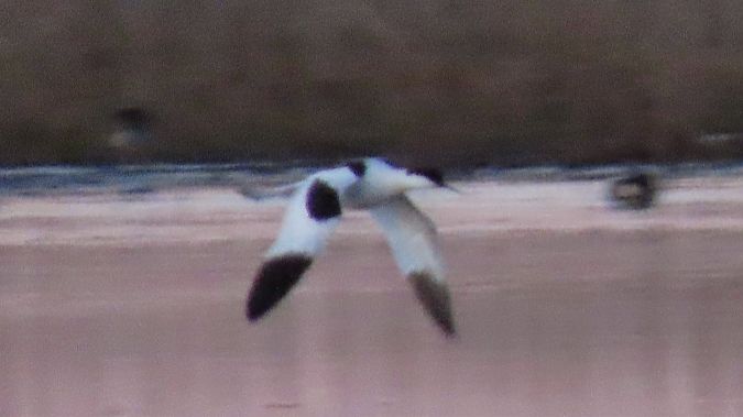 szablodziób  - Aleksandra Gehrmann-Bogdanowicz