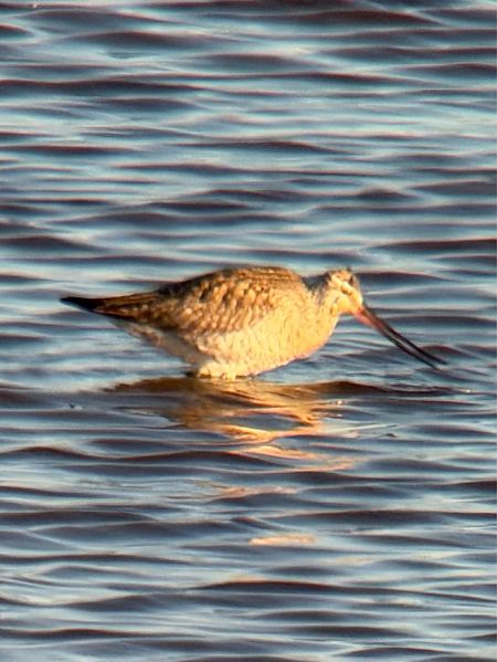 Barge rousse  - Michael Hafner