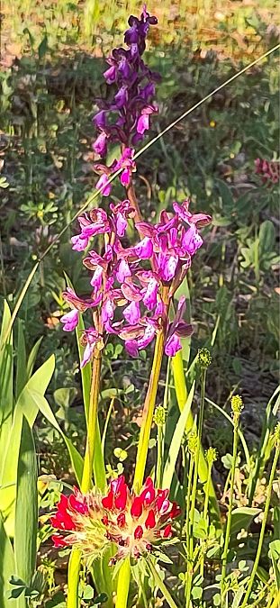 Anacamptis morio  - Antonio Mazzone