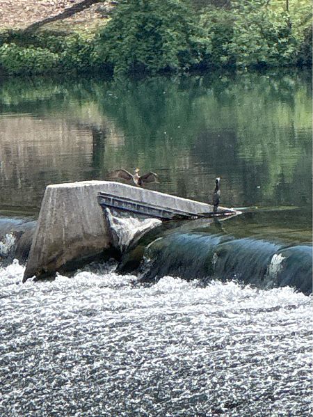 Cormorano  - Antonio Mazzone