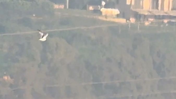 Gabbiano di Ross  - Enrico Castellucci