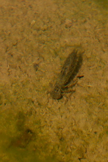 Odonata sp.  - Andrea Galimberti