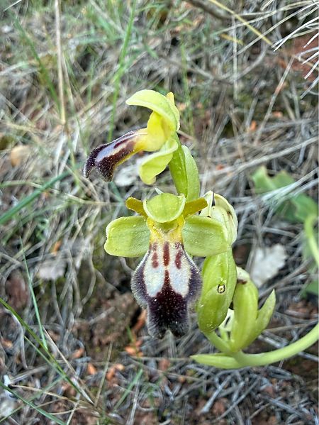 Ophrys forestieri  - Pep Sole