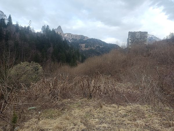 Fallopia japonica  - Grazia Romanin (FVG)