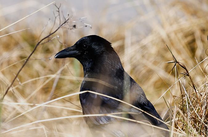 wrona (czarnowron, ssp. corone)  - Jarosław Synowiecki