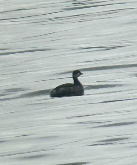 Grèbe jougris  - Hemma Faiman