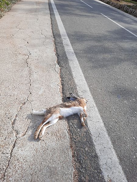 Llebre ibèrica  - Claudi Baiges Casanova