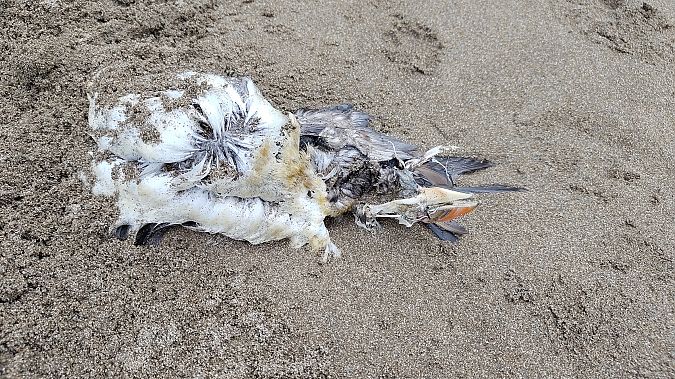 Fratercula arctica  - Gonzalo Torre