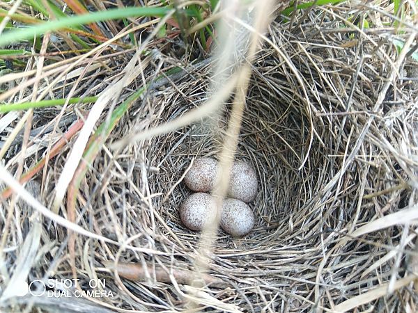 Cotoliu  - Joan Carles Abella