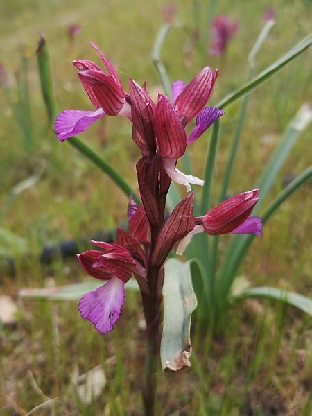 Anacamptis papilionacea  - Richard Fay
