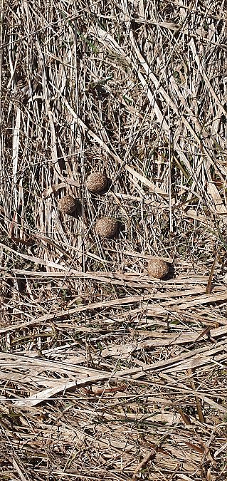 Lepre comune  - Roberto Toffoli