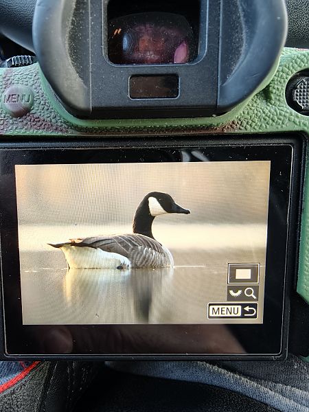 bernikla kanadyjska  - Mariusz Materna
