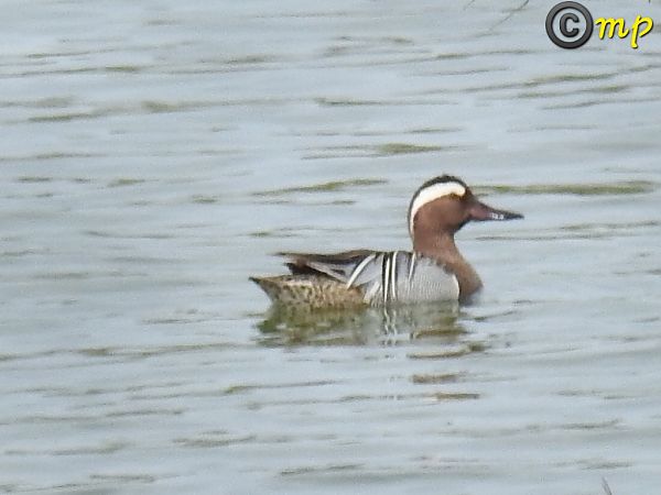 Marzaiola  - Mario Paloni