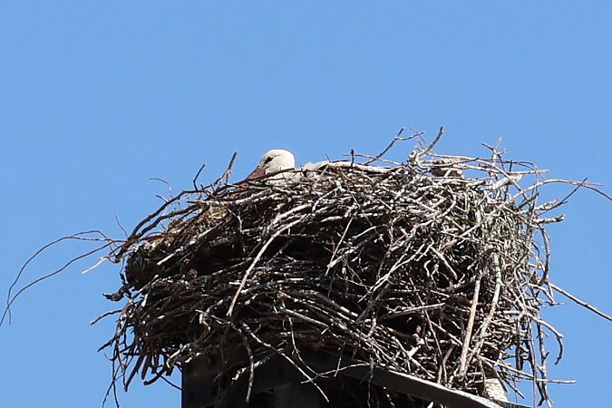 Cicogna bianca  - Lorenzo Lanzani