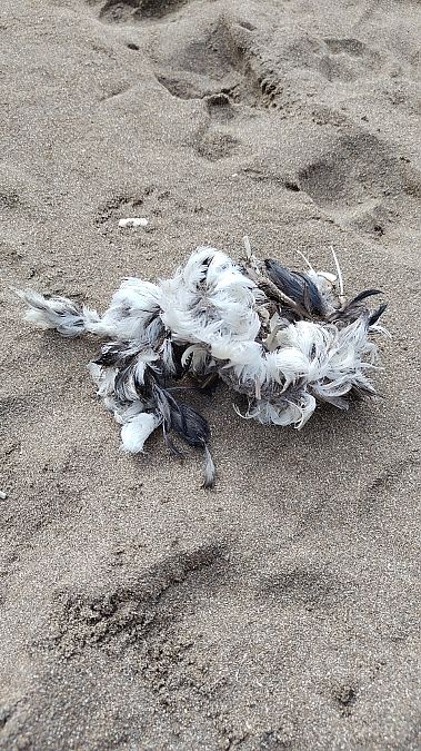 Fratercula arctica  - Gonzalo Torre