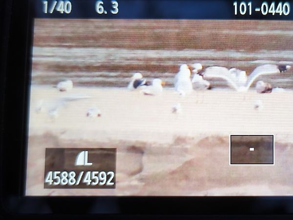 Heringsmöwe (ssp. fuscus)  - Łukasz Budny
