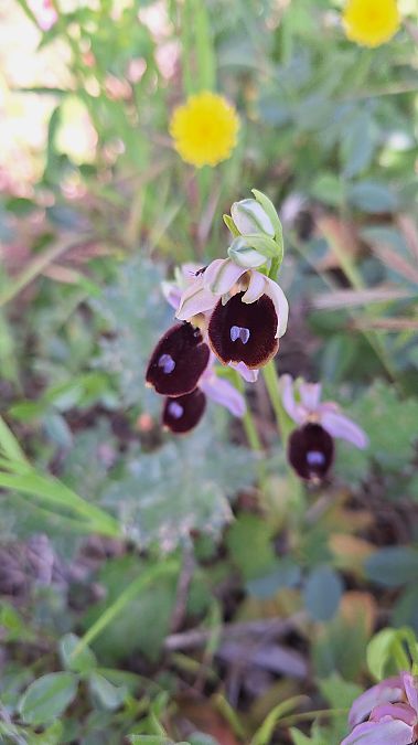 Ophrys bertolonii  - Irène et Pierre Lastère