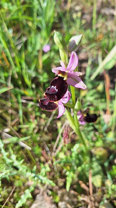 Ophrys bertolonii  - Irène et Pierre Lastère