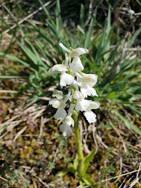 Anacamptis morio  - Xavier Mengual