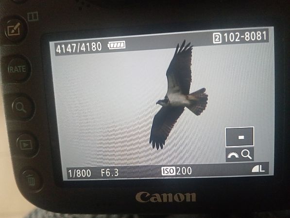 rybołów  - Marcin Kuźma