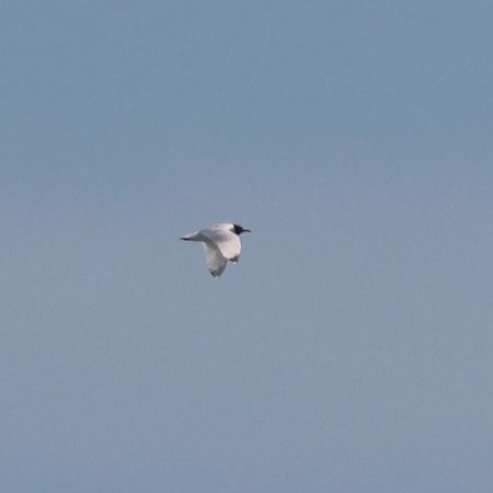 Gabbiano di Franklin  - Guillaume Locatelli