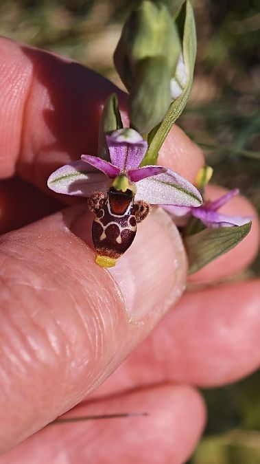 Ophrys scolopax  - Alain Bultez